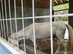 Kisah Dermawan Selamatkan Satwa Kelaparan Saat Pandemi