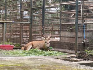 Liburan Sambil Serap Pengetahuan di Taman Satwa Cikembulan