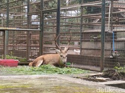 Liburan Sambil Serap Pengetahuan di Taman Satwa Cikembulan