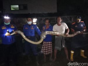 Warga Lamongan Dikagetkan Ular Sanca Muncul di Kandang Ayam