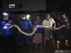 Warga Lamongan Dikagetkan Ular Sanca Muncul di Kandang Ayam