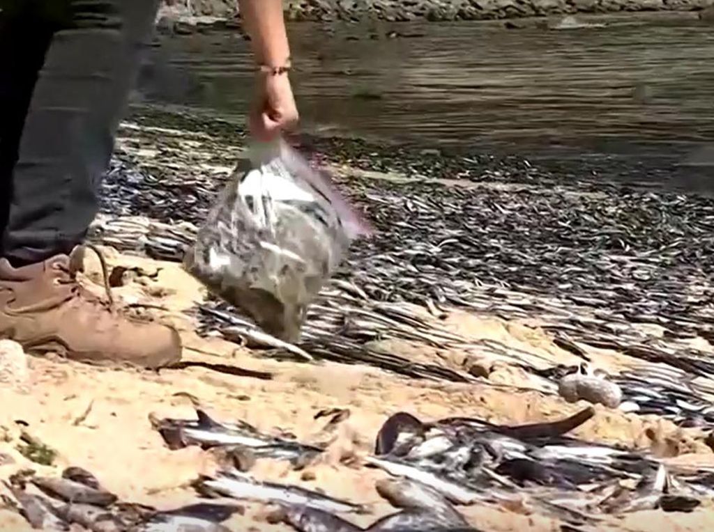 Pemandangan Mengerikan Ratusan Ribu Bangkai Ikan Sarden di Pantai Chili