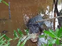 Ngeri! Buaya Muara 5 Meter Ditangkap Usai Terkam Warga di Riau