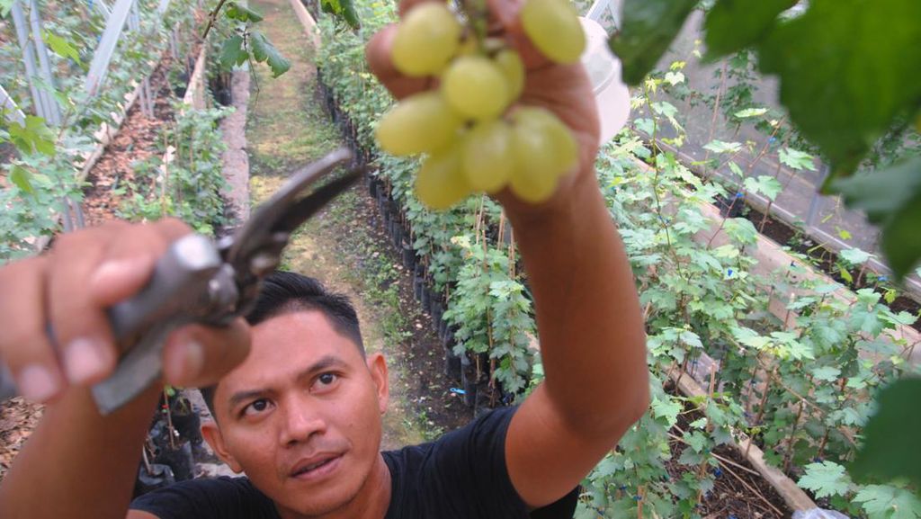 Asyik Banget, Wisata Petik Anggur di Bogor