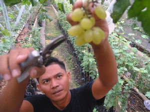 Asyik Banget, Wisata Petik Anggur di Bogor