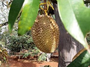 Ada 4 Jenis Durian yang Bisa Dipetik Langsung di Kebun Durian Lamongan Ini Ada 4 Jenis Durian yang Bisa Dipetik Langsung di Kebun Durian Lamongan Ini