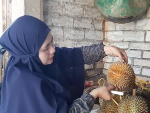 Mencicipi Lezat dan Legitnya Durian Montong dari Lamongan Mencicipi Lezat dan Legitnya Durian Montong dari Lamongan