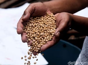 Benarkah Babi di China Jadi Sebab Musabab Harga Kedelai Naik? Benarkah Babi di China Jadi Sebab Musabab Harga Kedelai Naik?