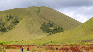 Kawah Wurung, Padang Rumput yang sedang Jadi Primadona di Bondowoso