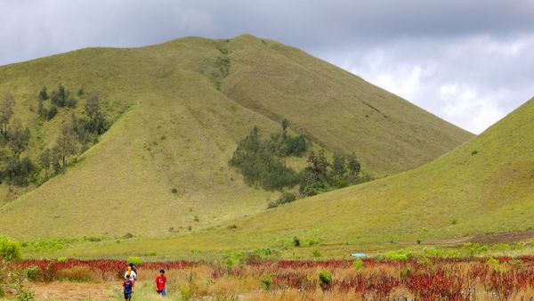 Kawah Wurung, Padang Rumput yang sedang Jadi Primadona di Bondowoso