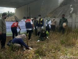 BKSDA Tanam 600 Pohon Pisang Cagah Gajah Masuk Tol Pekanbaru-Dumai