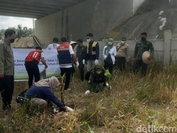 BKSDA Tanam 600 Pohon Pisang Cagah Gajah Masuk Tol Pekanbaru-Dumai