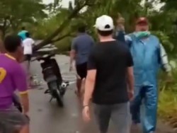 Pohon Tumbang di Jalur Tuban-Babat Lukai Seorang Pemotor