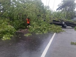 Pohon Tumbang di Pasuruan Sempat Tutup Jalur Surabaya-Malang