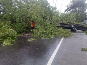 Pohon Tumbang di Pasuruan Sempat Tutup Jalur Surabaya-Malang Pohon Tumbang di Pasuruan Sempat Tutup Jalur Surabaya-Malang