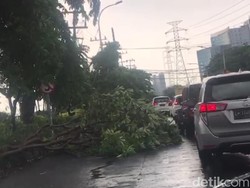 Ada 101 Pohon Tumbang di 73 Titik Surabaya Saat Hujan dan Angin Kencang
