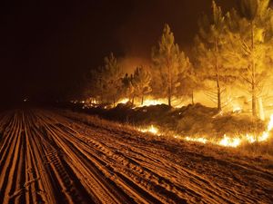 Potret Dahsyatnya Kebakaran Hutan yang Melanda Argentina