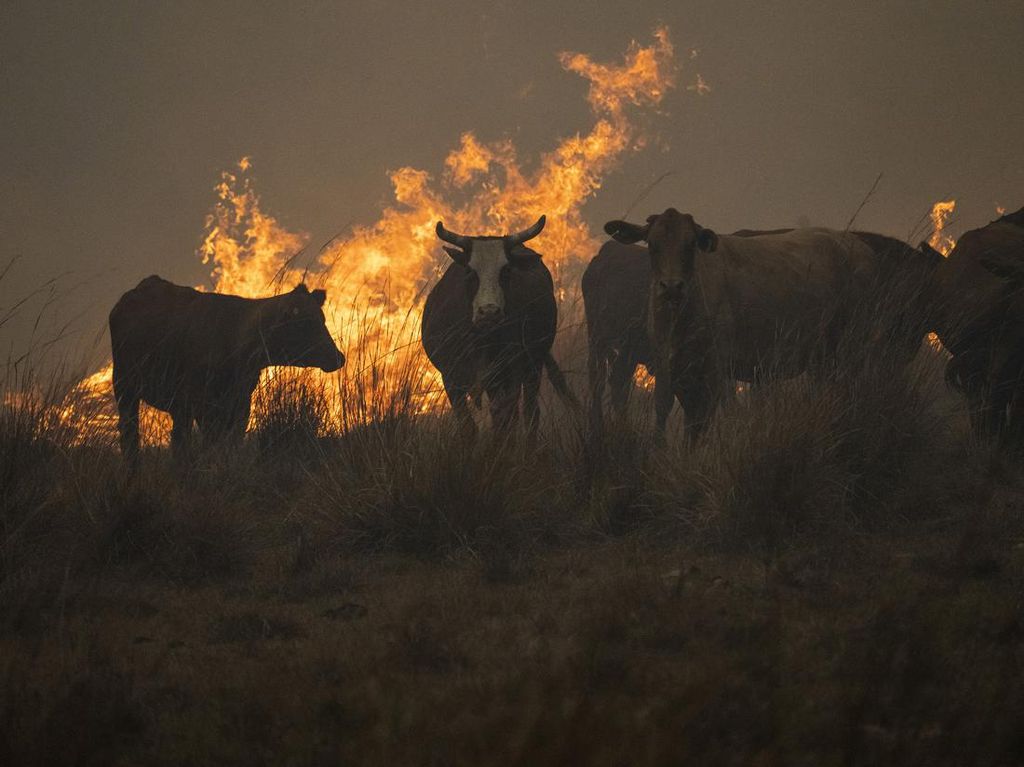 Hewan Ternak & Satwa Liar Terkepung Kebakaran Hutan di Argentina