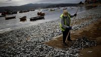 Potret Ribuan Ikan Sarden Mati di Chili