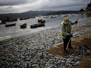 Potret Ribuan Ikan Sarden Mati di Chili