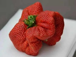Ini Strawberry Terbesar di Dunia, Beratnya Satu Buah 289 Gram