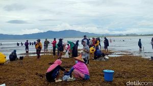 Foto: Weha Mbenggo, Tradisi Berburu Cacing Nyale ala Sumbawa
