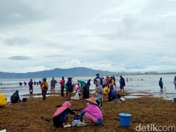 Tak Cuma Lombok, Tradisi Berburu Cacing Nyale Juga Ada di Sumbawa