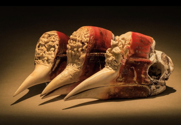 Praktek perburuan liar Burung Enggang Gading marak sejak Dinasti Ming