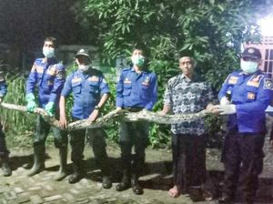 Ular Sanca 4 Meter Ditangkap Usai Teror Warga Desa Rancangkencono Lamongan