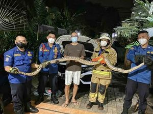 Ngeri! Mau Cuci Mobil, Warga Jaksel Temukan Ular Sanca Panjang di Mesin