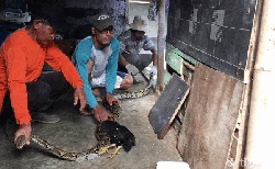 Ternak Kerap Hilang Dikira Ulah Maling, Ternyata Ular Ini Pelakunya
