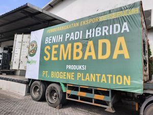 Catatan Apik Ekspor Benih Padi Hibrida