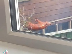 Bule Lihat Tetangga Buat Babi Guling hingga Heboh Tanpa Sendok di Twitter