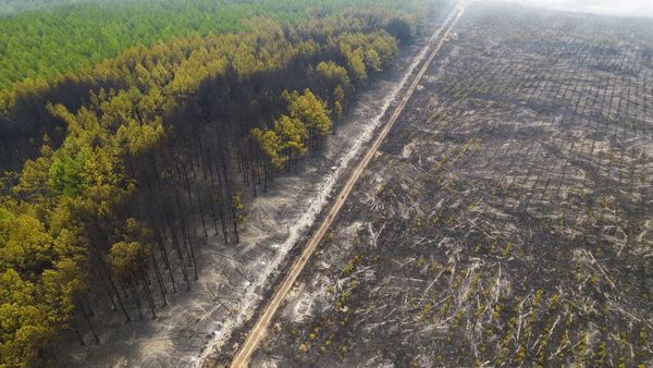 So Sad, Hutan di Argentina Jadi Tandus dan Gersang Akibat Kebakaran