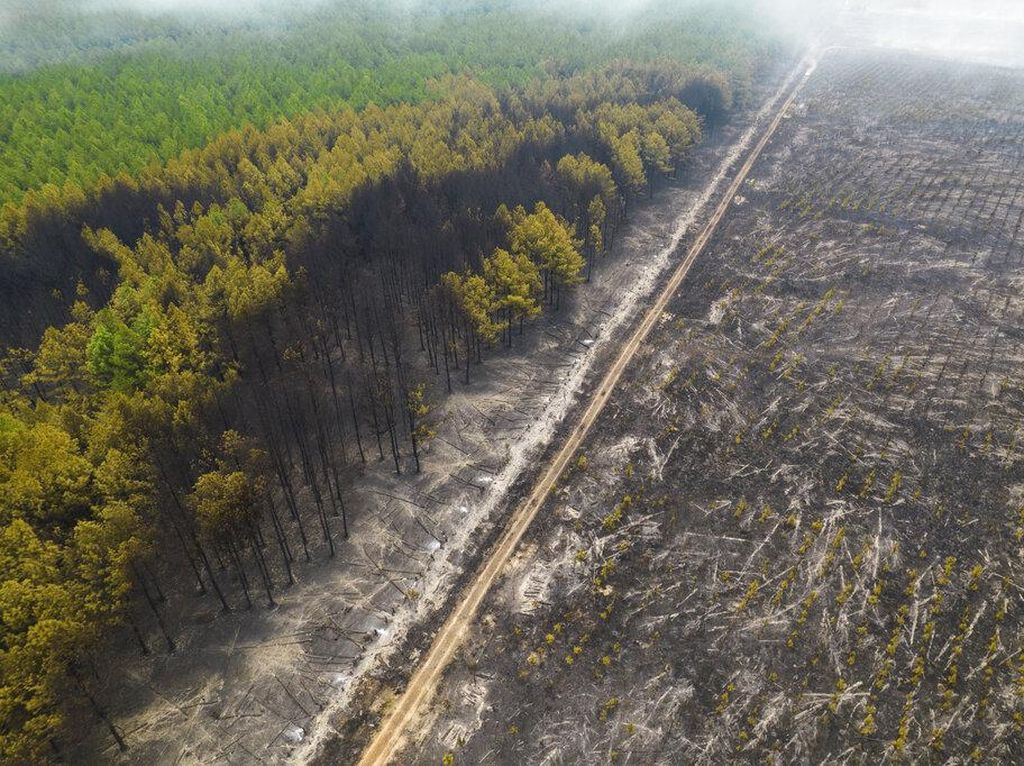 So Sad, Hutan di Argentina Jadi Tandus dan Gersang Akibat Kebakaran