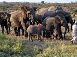 Terlihat Mirip, Ternyata Ini Perbedaan Gajah Afrika dan Asia
