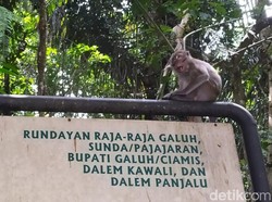 Kawanan Monyet Bikin Resah di Situs Kerajaan Galuh