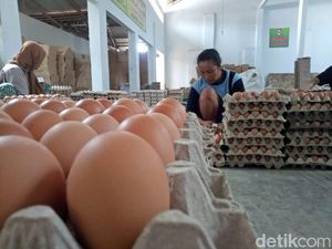 Harga Telur Turun, Peternak di Blitar Kembali Bergejolak Harga Telur Turun, Peternak di Blitar Kembali Bergejolak
