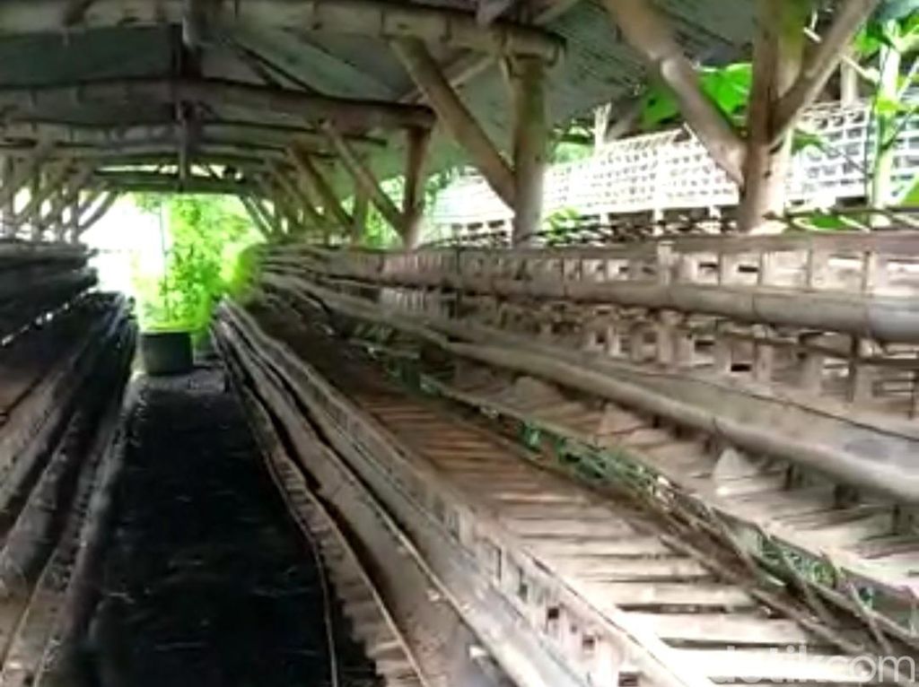 Nasib Peternak Rakyat Blitar yang Susah Eksis di Kampung Sendiri Nasib Peternak Rakyat Blitar yang Susah Eksis di Kampung Sendiri