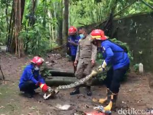 Ular Piton dan Tapak Angin Dievakuasi dari Kandang-Rumah Warga Trenggalek
