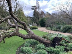 Yah...Pohon Apel Newton Tumbang Diterjang Badai Eunice