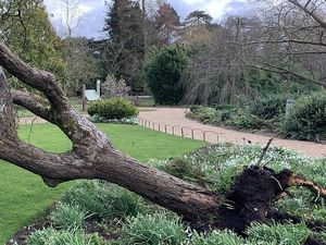 Pohon Hasil Kloningan Pohon Apel Newton Tumbang Dihantam Badai