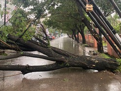 Imbas Cuaca Buruk Makassar, 5 Pohon Tumbang-Tutup Jalanan