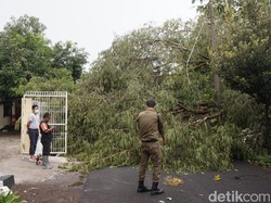 Angin Kencang Landa Kota Mojokerto Tumbangkan Pohon di 4 Titik