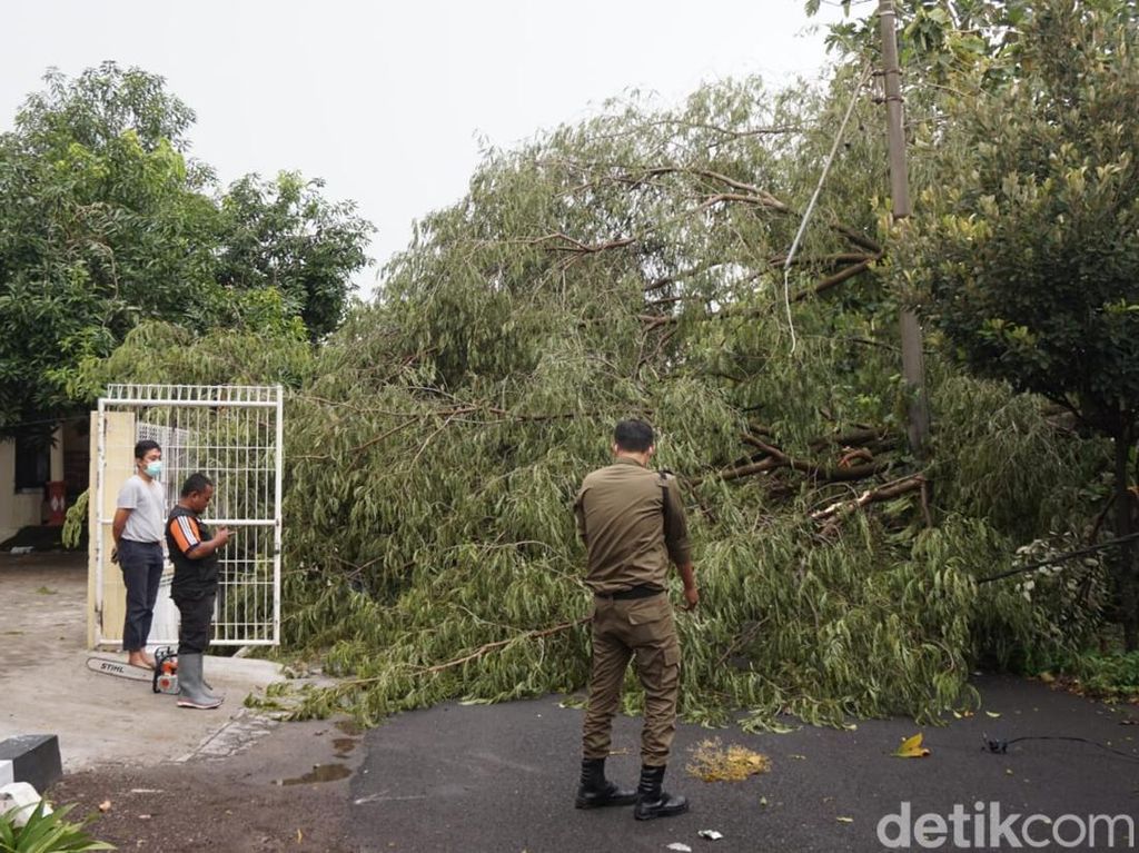 Angin Kencang Landa Kota Mojokerto Tumbangkan Pohon di 4 Titik Angin Kencang Landa Kota Mojokerto Tumbangkan Pohon di 4 Titik