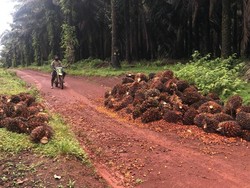 Perusahaan Sawit Cs Wajib Selesaikan Masalah Penggundulan Hutan