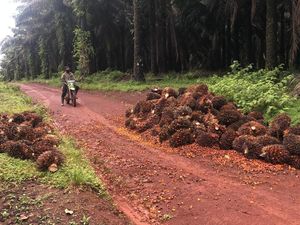 Eks Anggota DPRD di Kalsel Curi Sawit, Kini Meringkuk di Tahanan Eks Anggota DPRD di Kalsel Curi Sawit, Kini Meringkuk di Tahanan