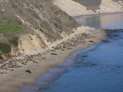 Banyak Gajah Laut Mantai di California, Pengunjung Jangan Dekat-dekat
