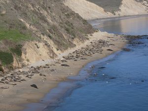 Banyak Gajah Laut Mantai di California, Pengunjung Jangan Dekat-dekat Banyak Gajah Laut Mantai di California, Pengunjung Jangan Dekat-dekat