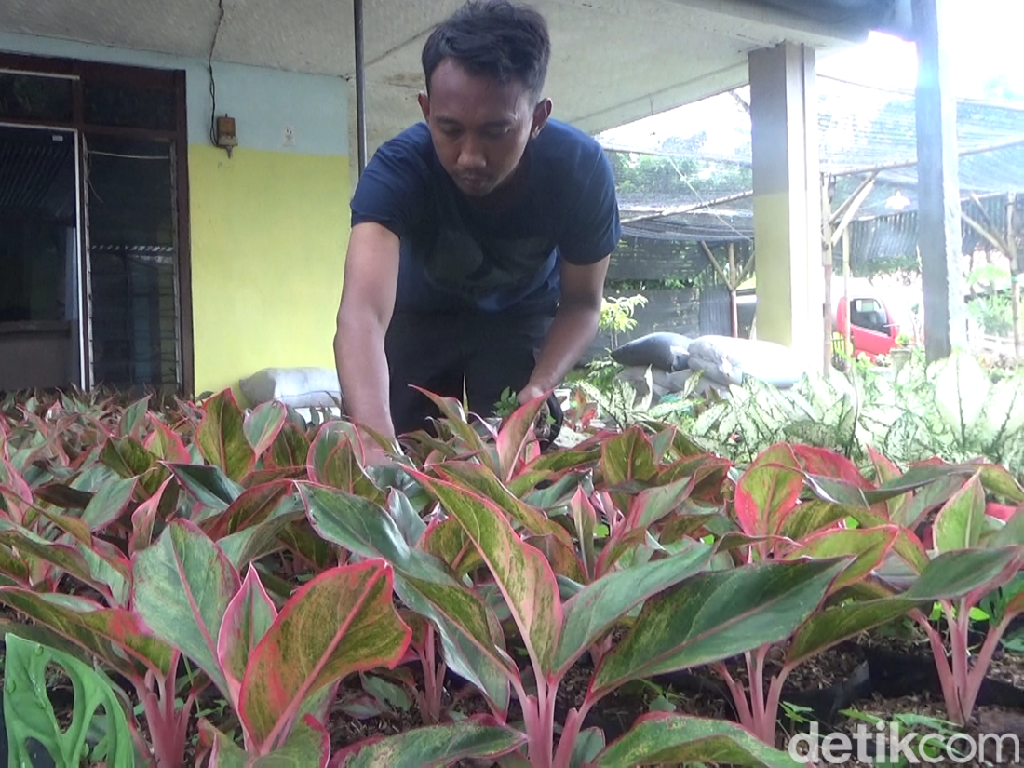 Warga Lumajang Ini Cuan Rp 15 Juta Per Bulan dari Budi Daya Aglonema Warga Lumajang Ini Cuan Rp 15 Juta Per Bulan dari Budi Daya Aglonema